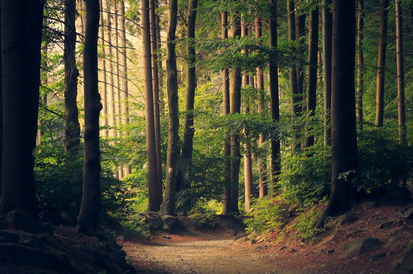Luz del sol entre los árboles de un bosque. Fotografía de referencia.